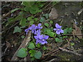 Violets by the spring