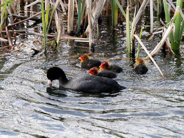 Coots on the Canal