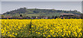 View towards Meon Hill