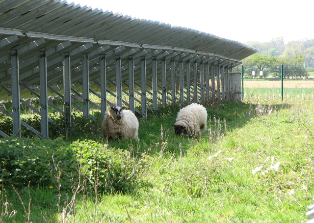 Sheep and solar panels © Evelyn Simak cc-by-sa/2.0 :: Geograph Britain ...