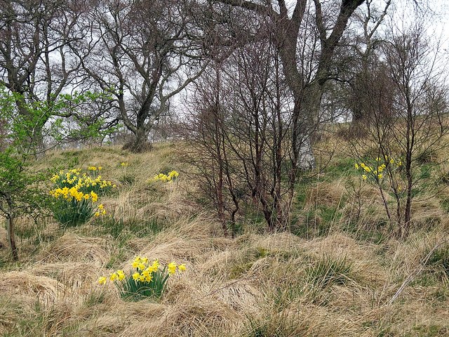 Open woodland and daffodils near Yearhaugh