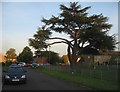 Fine tree in Fairfax Road