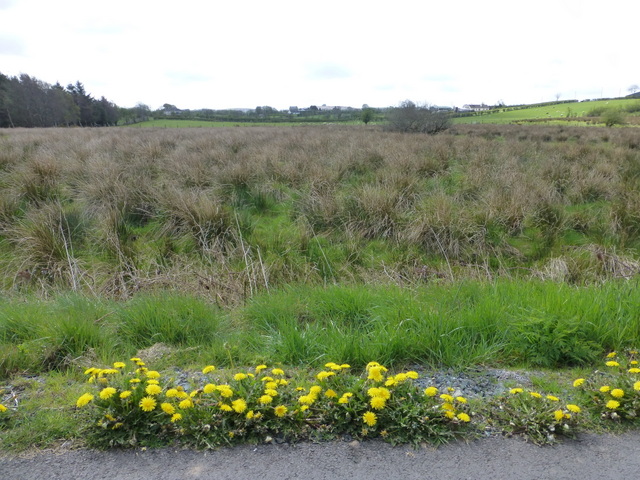 Dandelions and rushy ground, Drumlister © Kenneth Allen cc-by-sa/2.0 ...