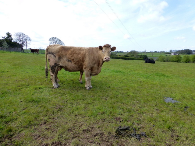Cow, Drumlister © Kenneth Allen :: Geograph Ireland