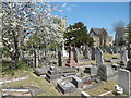 Blossom in Buckingham Road Cemetery