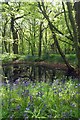 Pond in Parsonage Wood