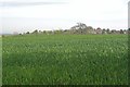 Mound Under Crops