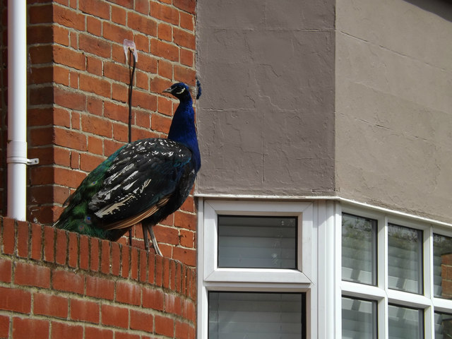 Peacock on the wall of The Gate House