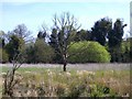 A dead tree in a field near Bells Mill