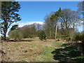 Backmuir Wood