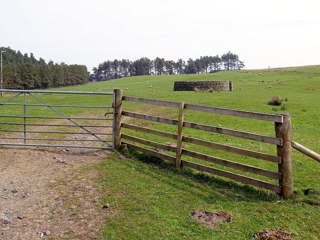Sheepfold near Linnheads