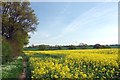 TL8206 : Blossoming Oilseed by Glyn Baker