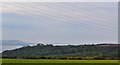 Across The Fields To Stradey Woods