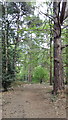 Woodland near Heywood