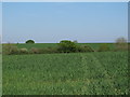 Arable land near Fircones, Hempstead