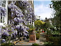 Wisteria outside Kelmscott House