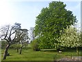 Millennium Orchard, Folkingham