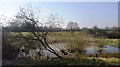 Pond, Marden Meadow Nature Reserve