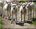 Lambs at Lower Wigginstall