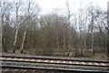 Trees near Speke Junction