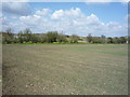 Young crop field off Stirrup Lane