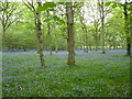 SO9258 : Bluebells in Trench Wood, Sale Green by Jeff Gogarty