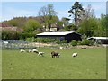 Field with sheep at Egerton