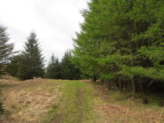 Forest track in Brolass Wood