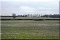 Flat farmland by Ashford Rd