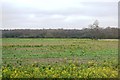 Patchy oil seed rape