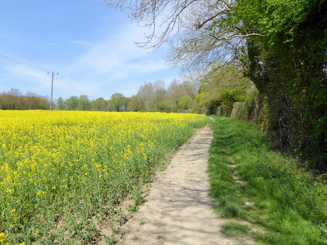 Stour Valley Walk at Chart