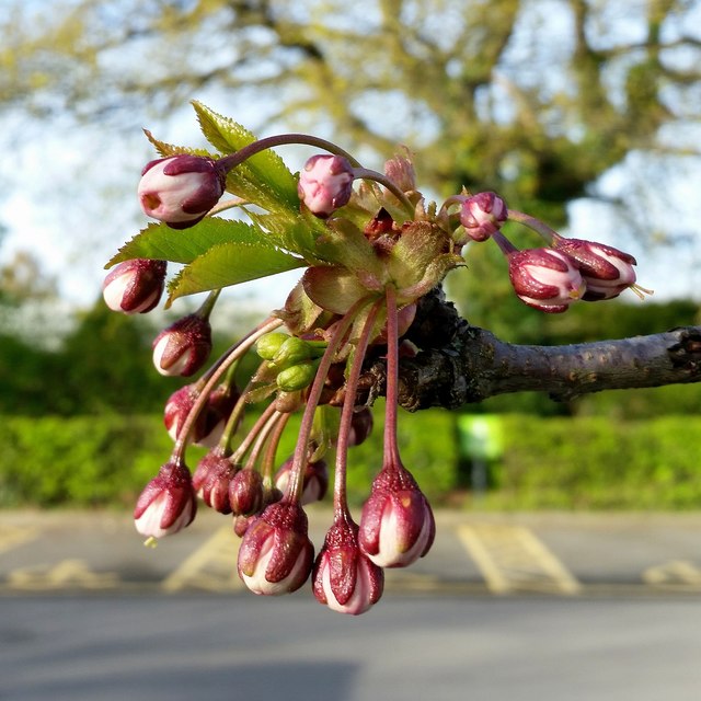 Flowering Cherry bud to blossom, 9