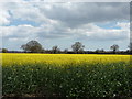 Oilseed rape crop off Green Lane