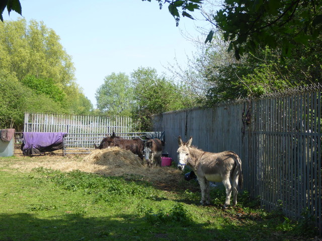 Four donkeys in Fazakerley
