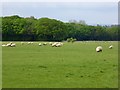 Field with sheep off Shadoxhurst Road