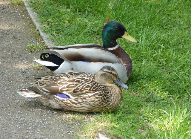 Ducks sitting on the path by the Royal Military Canal, Hythe