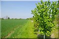 Permissive Path and Young Plantation