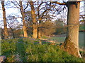 Trees on Chapel Knowe