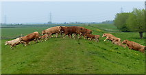 SK8274 : Herd of cows on the Trent Valley Way by Mat Fascione