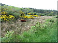 Bogland below Bohill Wood