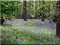 Bluebells in the trees at Yorkshire Wildlife Park