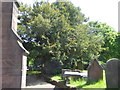 Ancient Yew tree, Eastham church