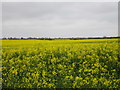 TA3205 : Oilseed rape as far as the eye can see by Jonathan Thacker