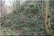 ST4716 : Ferns, Ham Hill by Derek Harper