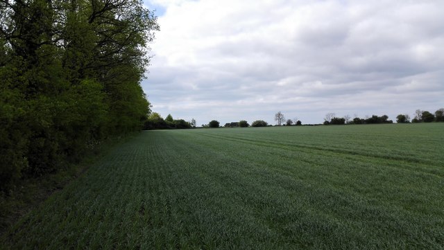 Fields near Wood Walk Spinney