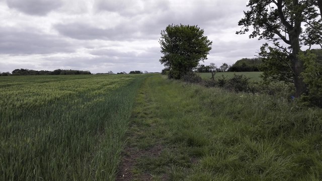 Field near Honeyhill Wood