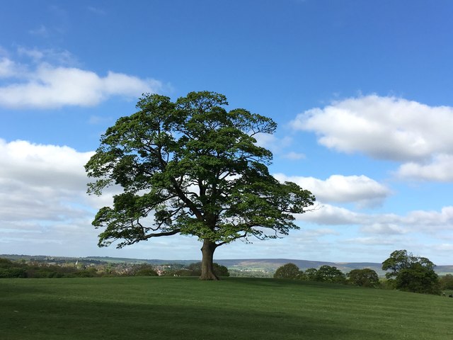 Tree in Graves Park