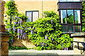 Wisteria at Honey Hill Mews