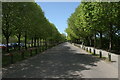 Tree-lined avenue, Eglinton Country Park