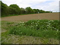 Field alongside Gallows Green Road